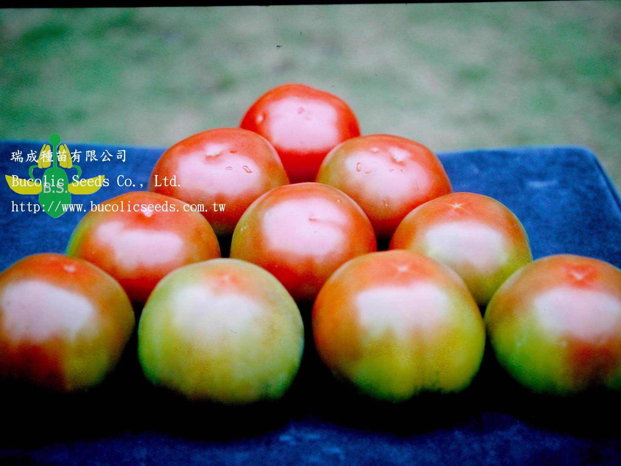 Green Shoulder Tomato 9904 - Green Shoulder Tomato 9904